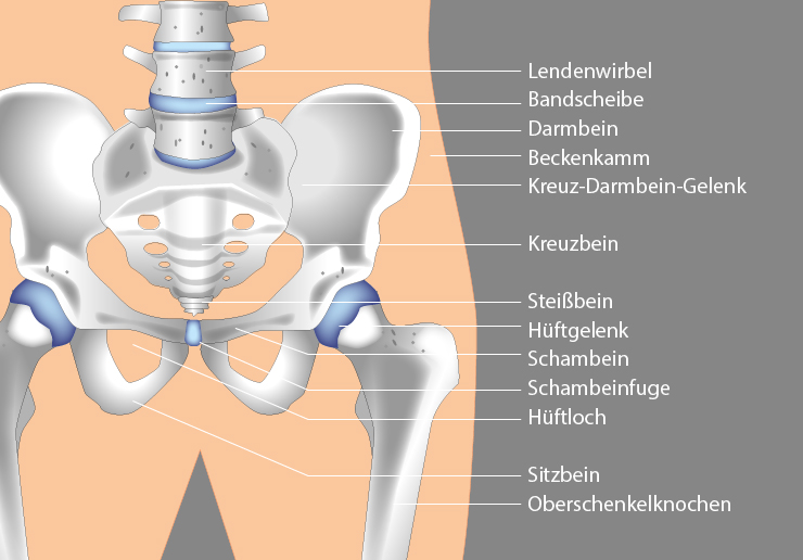 Illustration zur Anatomie der Hüfte