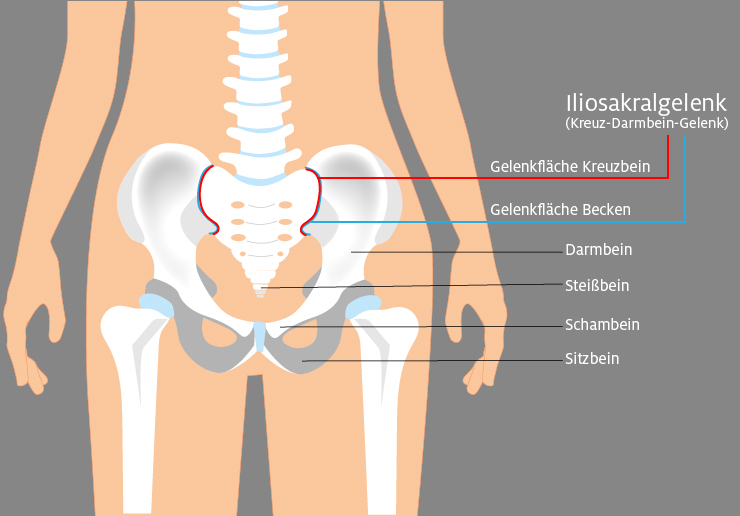 Illustration zum anatomischen Aufbau des Kreuz-Darmbein-Gelenks, fachsprachlich Iliosakralgelenk