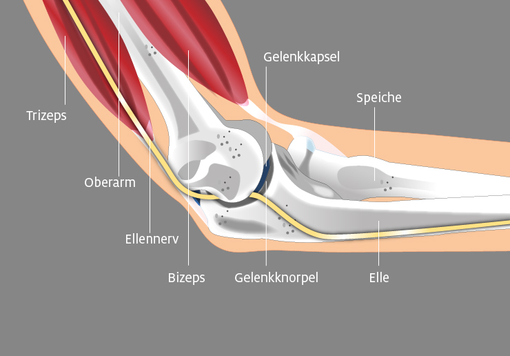 Anatomie des Ellenbogen